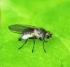 Phytomyza sp.